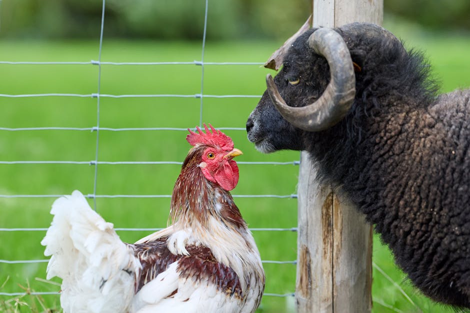 Adobong Puti - White Vinegar Adobo